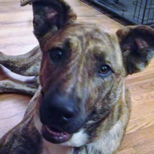 Meet your Posher, Barbara